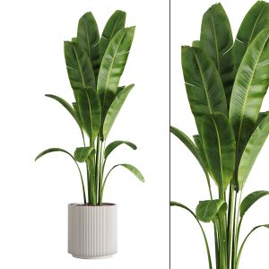 Indoor Plants-023-banana