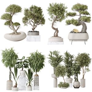 5 Different SETS of Plant Tree Indoor. SET VOL160