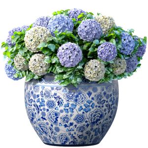 Hydrangea In A Vase Pot For Decoration Plant