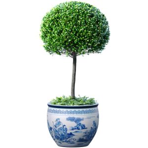 Ornamental Plant Boxwood In A Chinese Vase