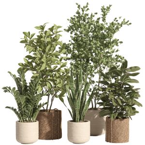 Indoor Plant Set 71- Rattan And Stone