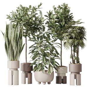 Indoor Plant Set 46