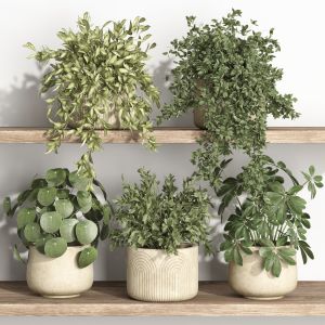 Plants On Shelf 21