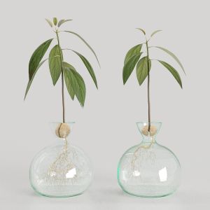 Avocado Sprout On Glass Vase