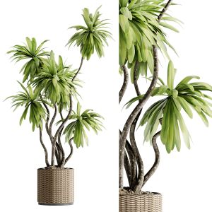 Indoor Bonsai Plants 39