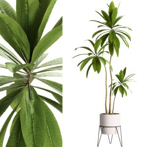 Indoor Plants - 25 Plant In Pot