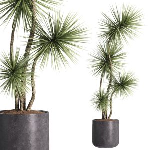 Indoor Plants - 31 Plant In Pot