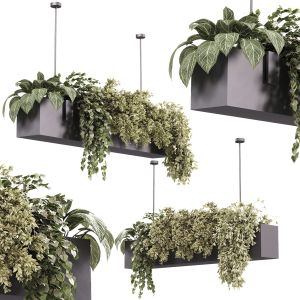 Indoor Plants - 35 Hanging Indoor Plants