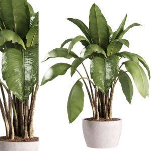 Indoor Plants - 38 Plant In Pot