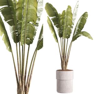 Indoor Plants - 41 Plant In Pot