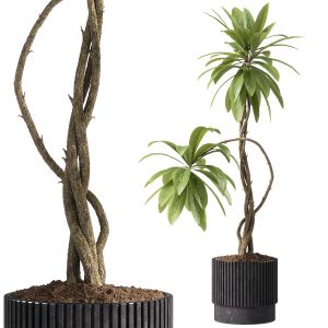 Indoor Plants - 58 Plant In Pot