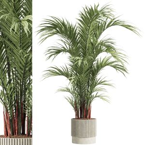 Indoor Plants - 61 Plant In Pot