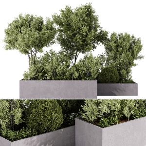 Outdoor Plants - 5 Plants In Box