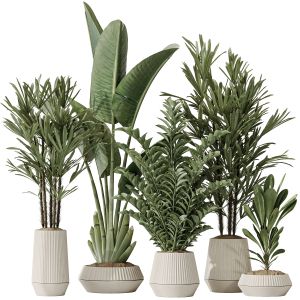 Indoor Plant Set 49