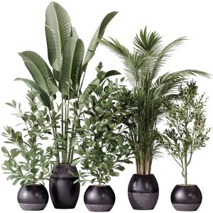 Indoor Plant Set 51