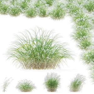 Miscanthus Sinensis Grass