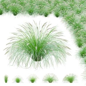 Pennisetum Alopecuroides Fountain Grass