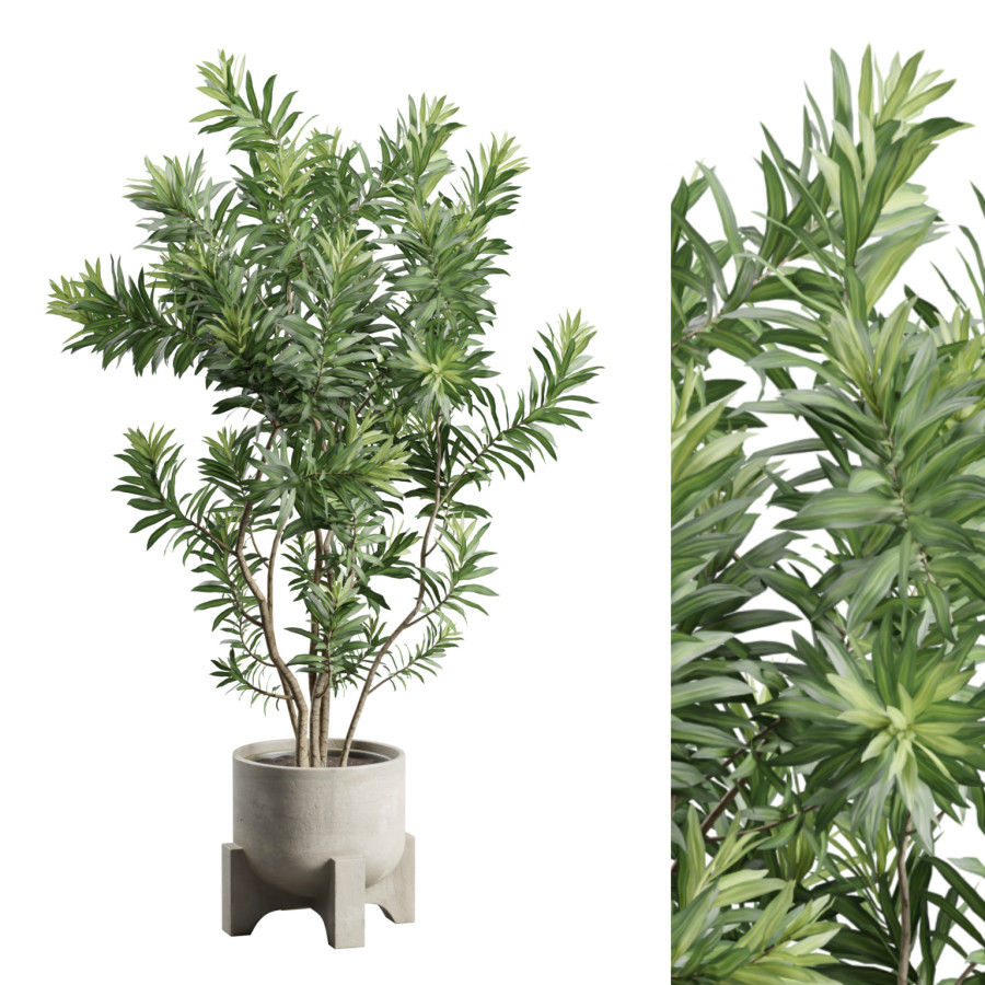 Dracaena Reflexa In Concrete Planter by AllQuad