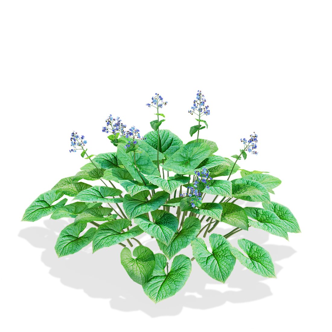 Brunnera Sibirica 3D Model for VRay, Corona | CGMood