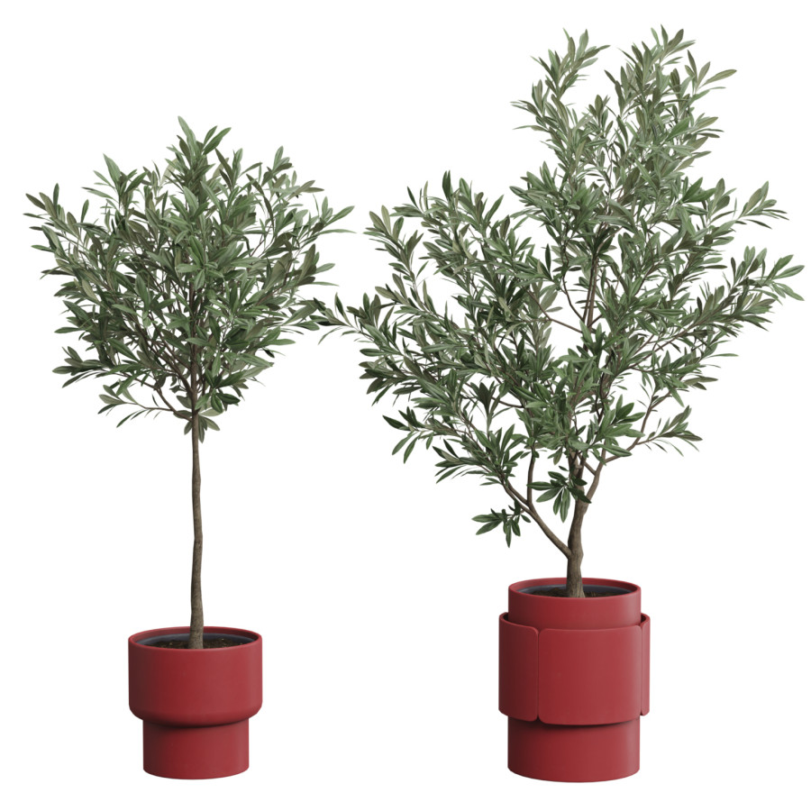 Olea Europaea - Olive Tree Pack 02 by AllQuad