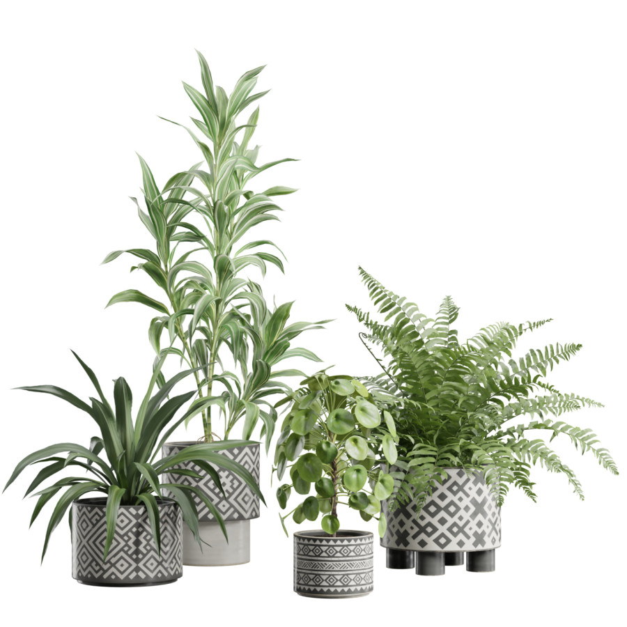 Indoor Plants Pack 110 by AllQuad