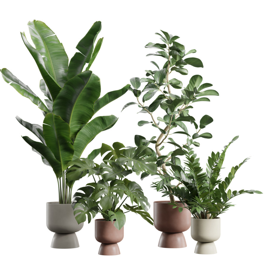 Indoor Plants Pack 111 by AllQuad