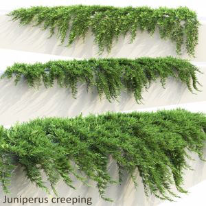 Juniperus Creeping #1