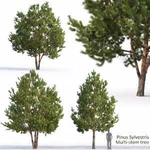 Pinus Sylvestris(6.7-7.6m)