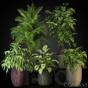 Plants Collection 269