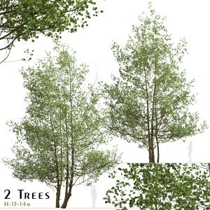Set of Black Alder Trees (Alnus glutinosa)