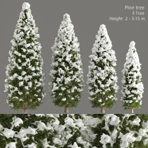Pine Tree _ 02
