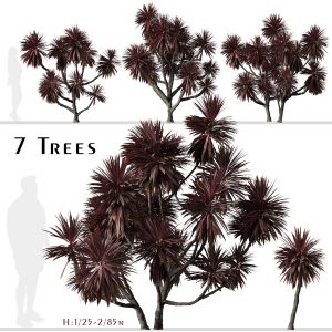Set of Cordyline australis Trees (Cabbage Tree)