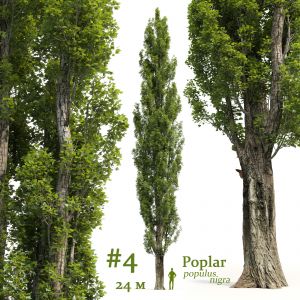 Poplar Populus Nigra #4