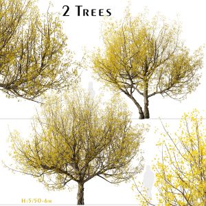 Set of Cornus mas Trees (Cornelian cherry)