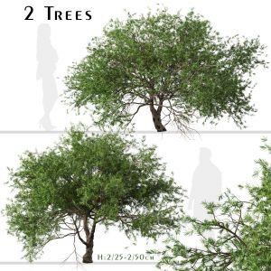 Set of Larix kaempferi Trees (Japanese larch)