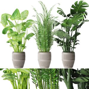 Collection Plant Vol 4