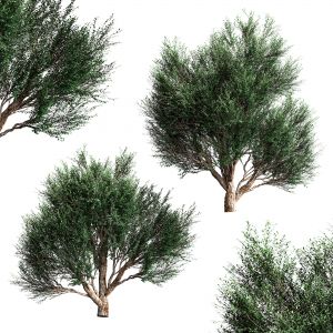Mature Olive Trees. 2 Models