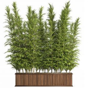 Outdoor_plants_tree_in_plant_box_set03