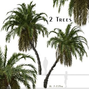 Set Of Phoenix Reclinata Trees (senegal Date Palm)