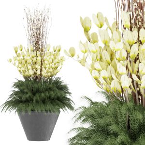 Plant Outdoor 001