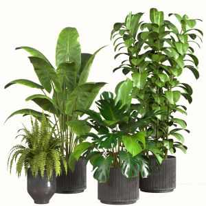 Indoor Plants In Concrete Pot-set 02