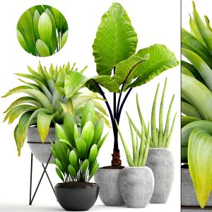 Tropical Plants, Bromeliad, Concrete Pot, Alocasia
