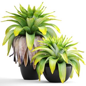 Tropical Plant, Bromeliad, Pot, Black Flowerpot
