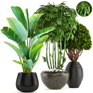Banana Palm, Bush, Topiary, Boxwood, Bamboo, Set
