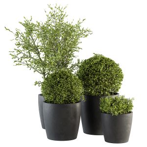 Outdoor Plant Set 209 - Plant And Tree In Pot