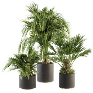 Indoor Plant Set 221 - tropical Palm Plant Set