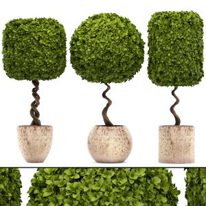 Boxwood Topiary, Garden Trees, Landscaping, Tree