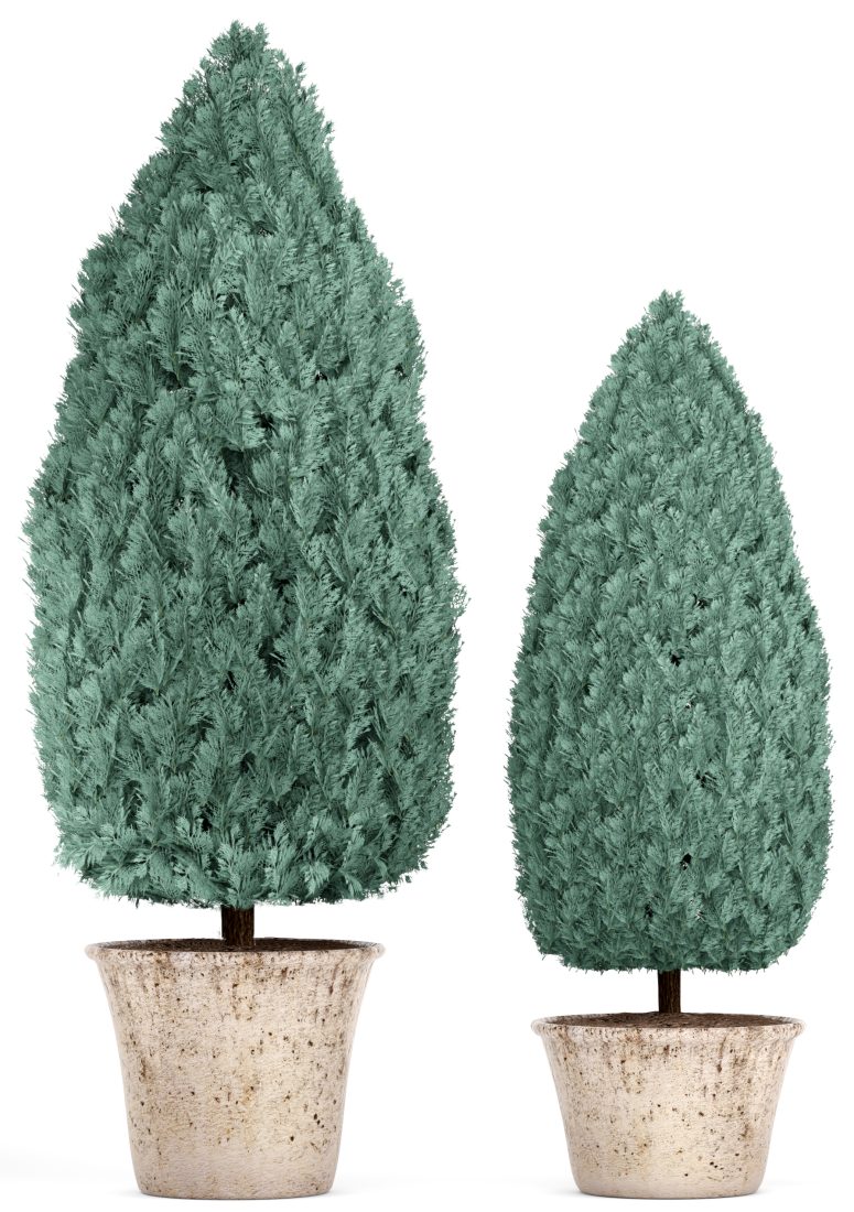 Blue Thuja, Garden Trees, Garden Plants, Cypress - 3D Model for VRay