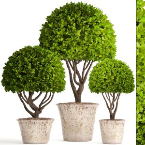 Boxwood Topiary, Topiary, Garden Trees, Garden