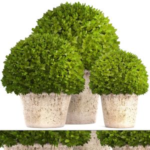 Boxwood Topiary, Topiary, Garden Bushes